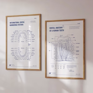 Ensemble d'Affiches Infographiques pour Dentistes