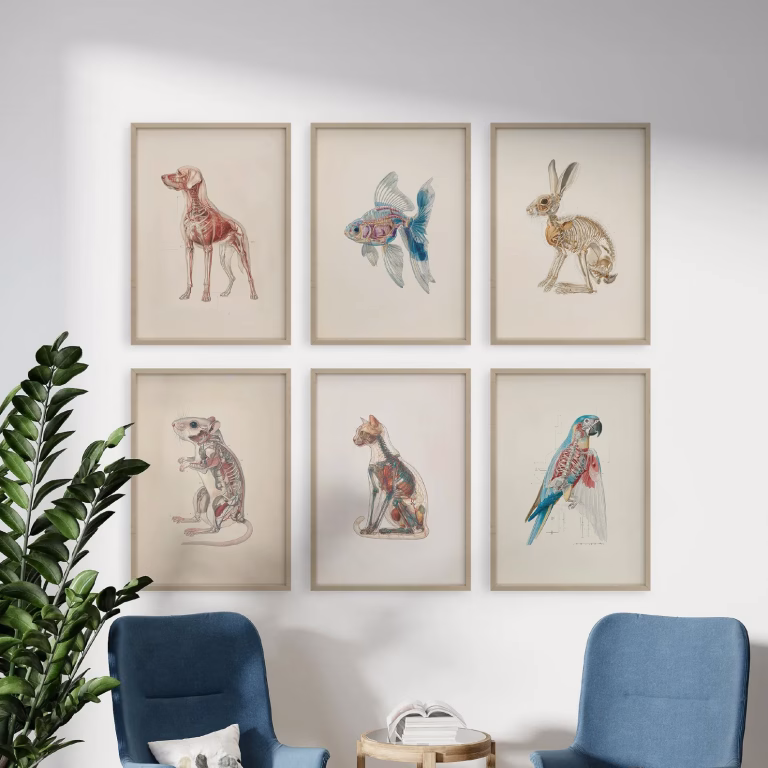 Ensemble d’affiches d’anatomie vétérinaire