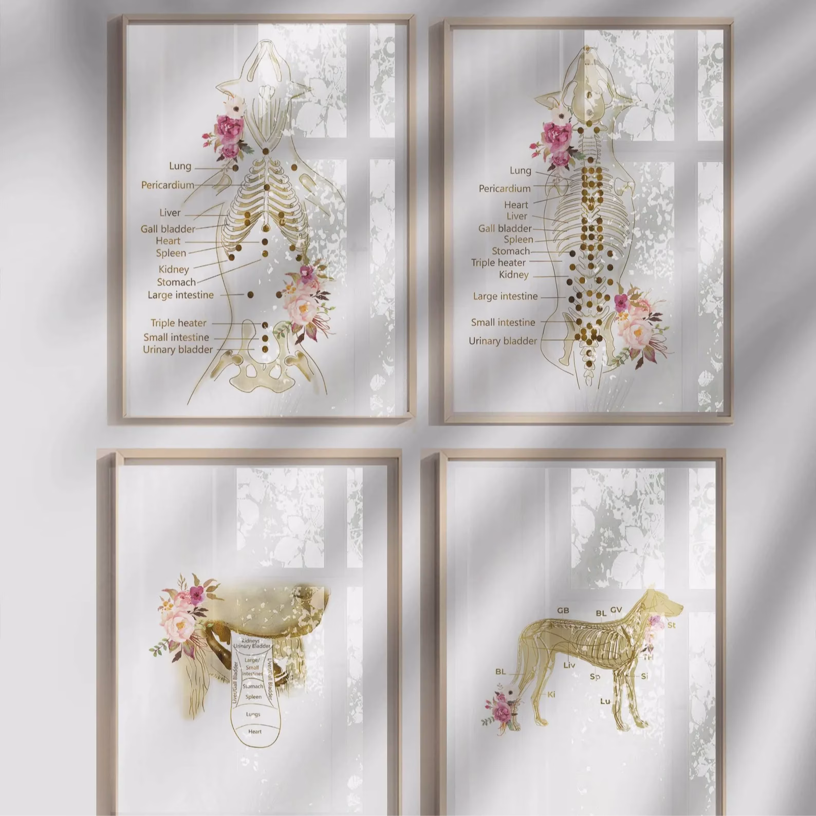 Ensemble d’affiches d’anatomie vétérinaire